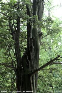 苍天之痕